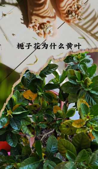 栀子花叶片发黄怎么办 栀子花叶子发黄怎么办栀子花叶子发黄处理方法