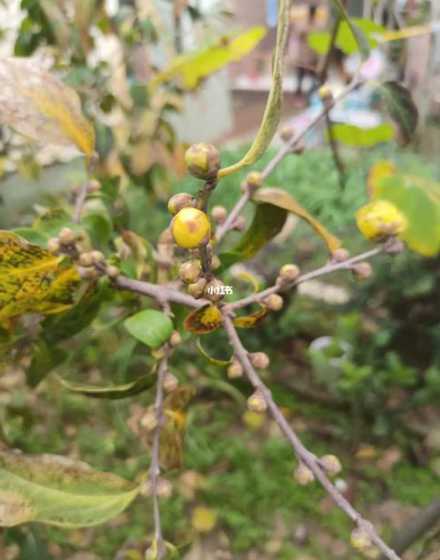 腊梅和桂花哪个是香的 桂花和腊梅花代表人的什么意思