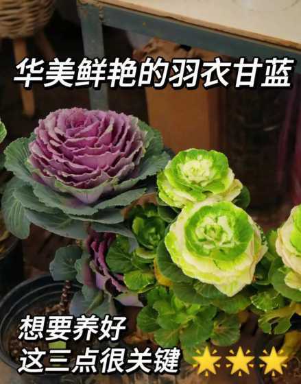 羽衣甘蓝是什么科植物 羽衣甘蓝是什么