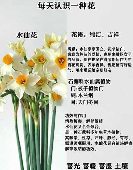 水鲜花为什么叫水仙花 荷兰的为什么被称为花之国和水之国