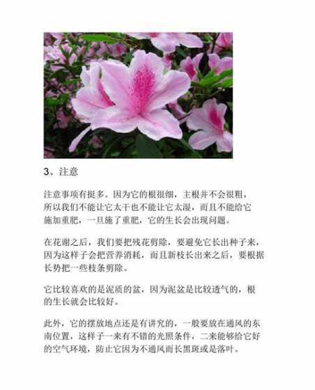 杜鹃花怎么养家庭养法 杜鹃花的养殖方法和注意事项有哪些