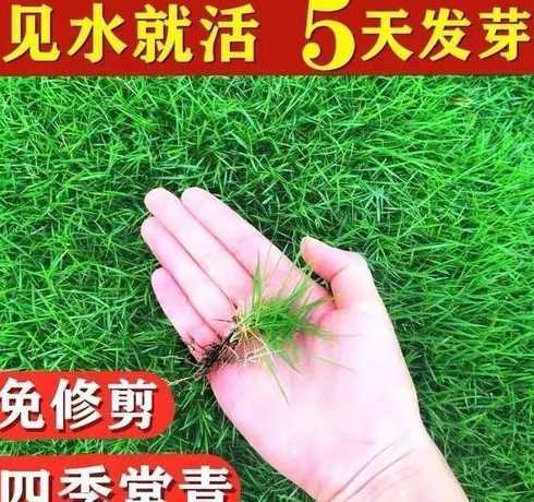 草种子一斤播多少平方 种植时间草坪种子一斤可以撒播多少平方