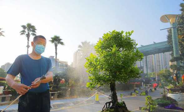 室内盆景冬天怎么浇水 室内盆景怎样浇水