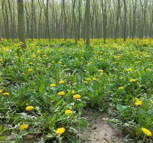 蒲公英花怎么种植方法 蒲公英怎么种