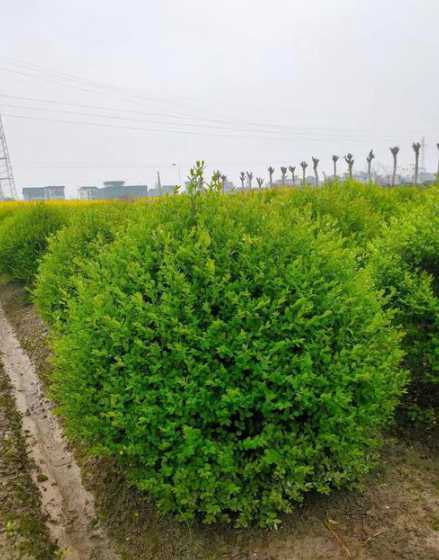 小叶女贞苗多少钱一棵 怎么种植育苗小叶女贞种子