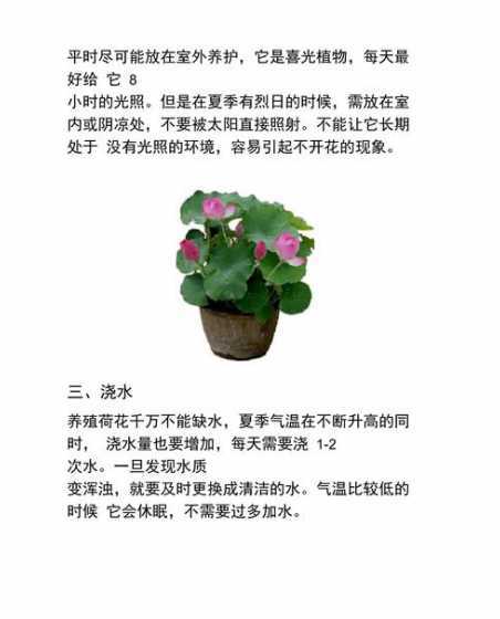 水生荷花怎么养殖方法 水莲花怎么水养