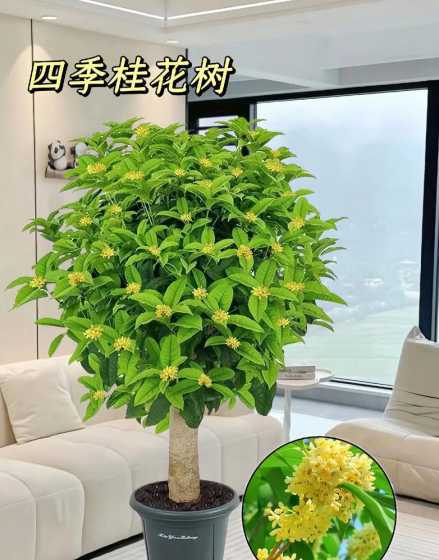 阳台种的桂花怎么种植 阳台种桂花树风水 关于阳台种桂花树风水