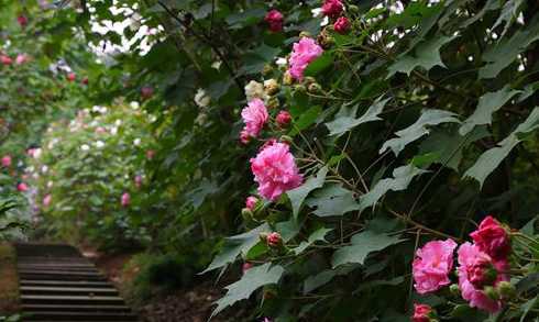 四川适合室外种什么花 四川适合种植什么花