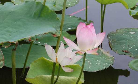 荷花为什么要长在水中 荷花为什么喜欢生在水里