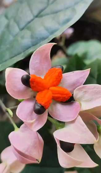 为什么龙吐珠不会吐珠 龙吐珠开花没有花蕊是怎么回事