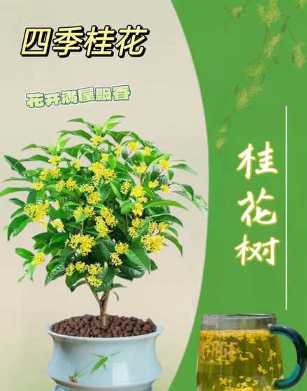 家里养桂花有什么说法 桂花在家里养吉利吗