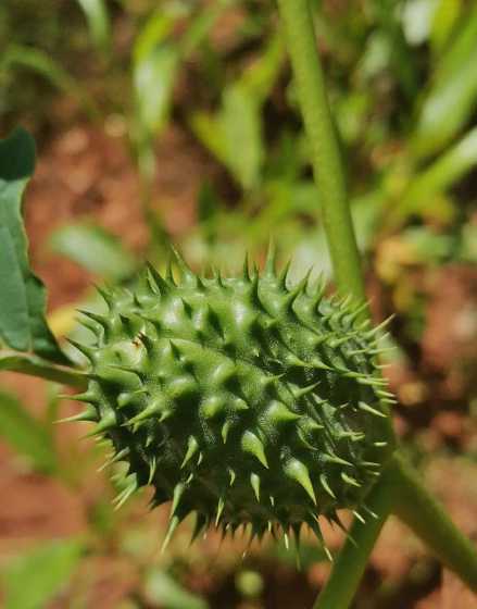 曼陀罗植物叫什么名字 植物百科:曼陀罗