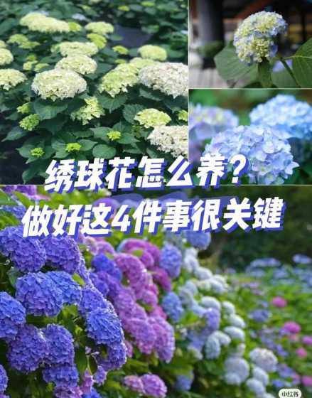 绣球花怎么繁殖怎么养 绣球花怎么养,养殖方法和注意事项是什么