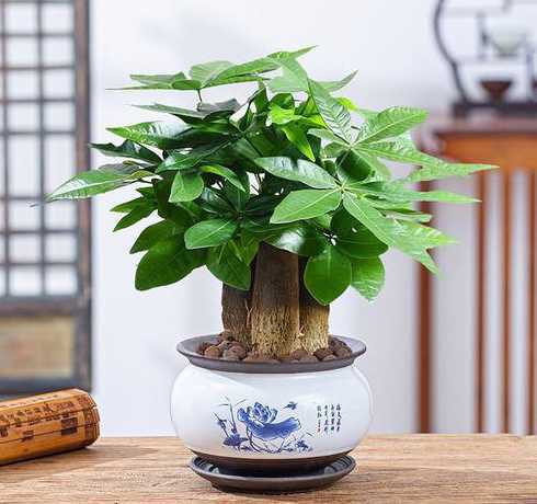 植物盆栽室内怎么养殖 室内盆栽植物怎么养