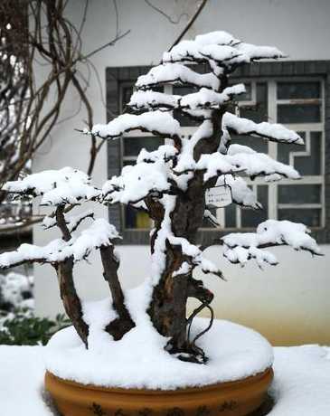 冬天什么盆景适合换盆 冬季松树盆景可以换盆吗 什么时候换盆好