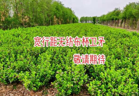 胶东卫矛属于什么植物 卫矛、冬青、冬青卫矛