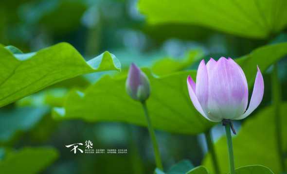 什么品种的荷花不用水 请问荷花栽培对水质有什么要求吗