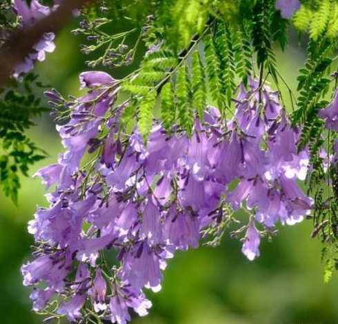 蓝花楹的花是什么颜色 蓝楹花和蓝花楹区别