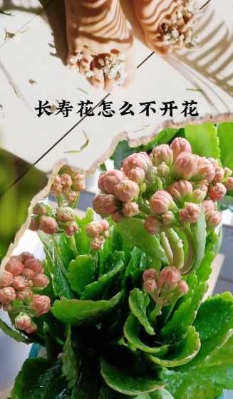 长寿花为什么不开花呀 长寿花为什么不开花