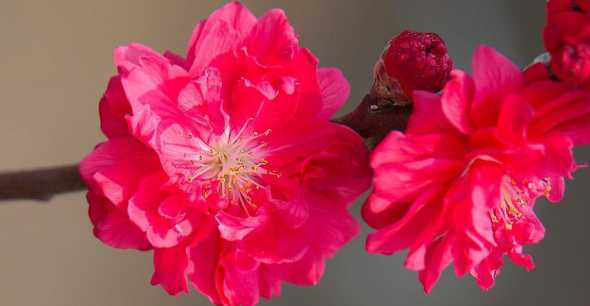 桃花红红代表什么季节 桃花朵朵,他对燕子说,我是什么季节