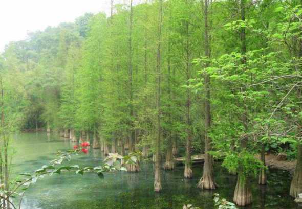 河边种植什么树苗适宜 水渠种植什么树苗好