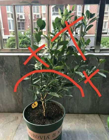 修剪盆栽花什么季节好 什么时候修剪盆栽梅花合适