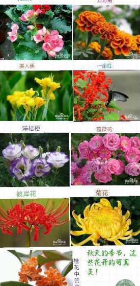 什么花哪个季节开花的 什么花什么季节开花