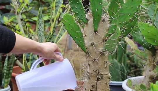 仙人掌嗯怎么怎么浇水 仙人掌如何浇水