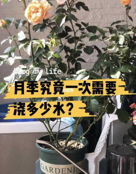 冬天的花草几天浇一次水 花草每隔几天浇一次水春夏秋冬不同