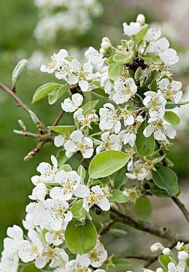 梨树是在什么季节开花 梨花是什么季节开的花