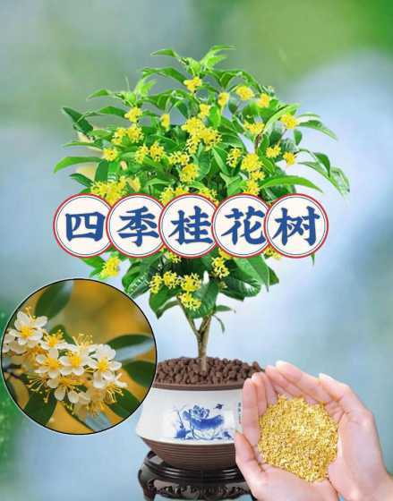 这个季节种什么盆栽花 春天适合种什么盆栽 8种适合春天养的植物花卉