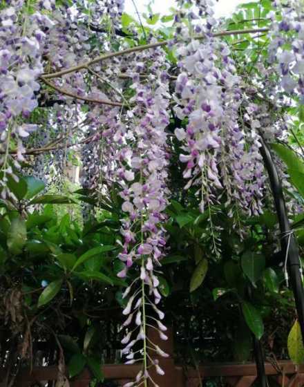 紫藤冬天什么时候移栽 紫藤移栽季节(紫藤什么季节移栽最好)