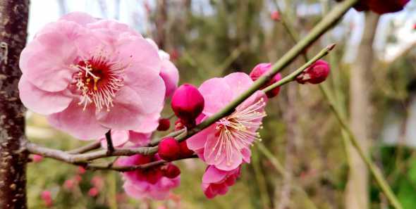 西安梅花什么时候开花 梅花什么时候开花