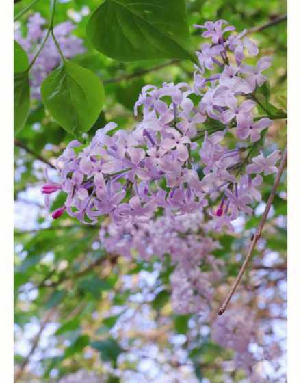 丁香花什么季节开放的 丁香花什么季节开放