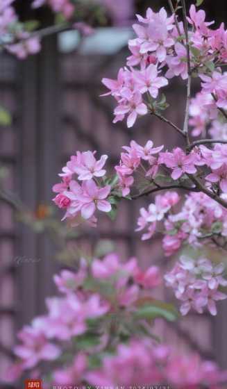 什么因素会造成花不开 什么原因会导致绣球花不开花