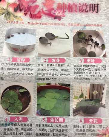 水培植物怎么养殖方法 水培植物的养殖方法