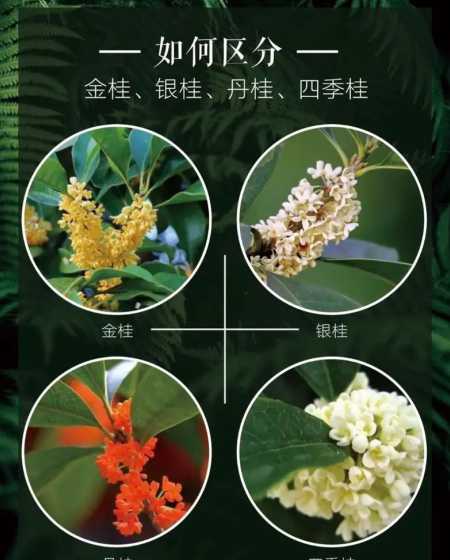 什么花可以和桂花相比 写作文有什么花可以跟桂花对比