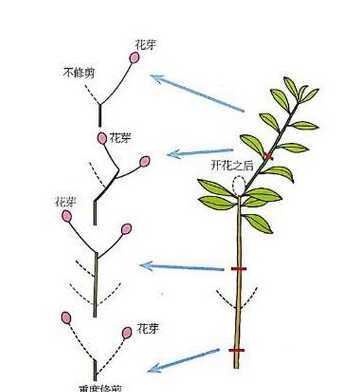 杜鹃怎么把枝条往回缩 杜鹃花根部枝条要剪吗