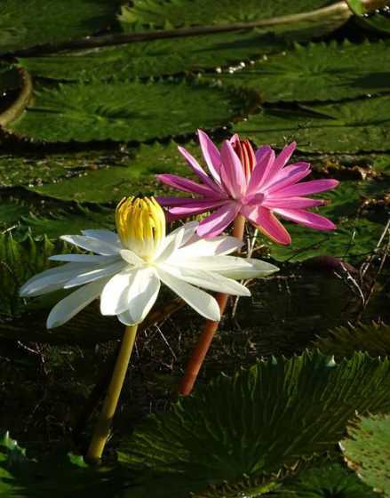 水百合在什么季节开放 百合花是在什么季节开放的