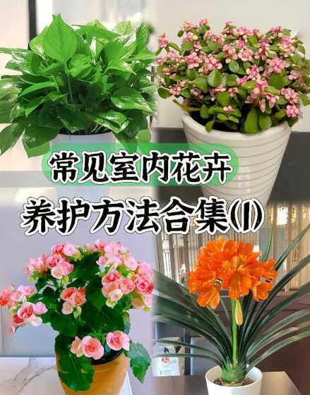 50种常见花卉养护方法 100种养花技巧