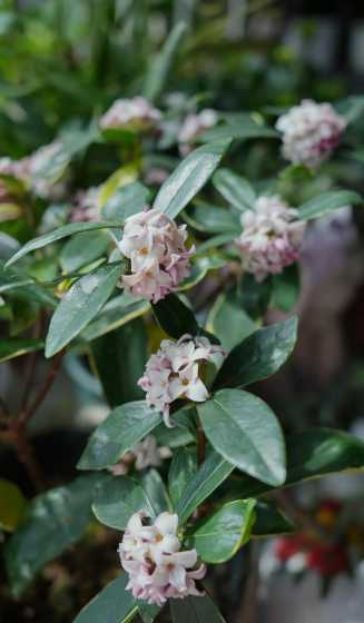 金边瑞香花是什么颜色 瑞香花与金边瑞香花的区别