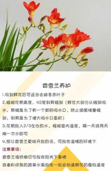 兰花怎么养能让它开花 四季兰花怎么养才能长期开花