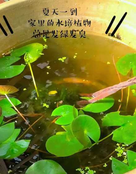 水养植物为什么水发臭 无土种植绿色植物为什么水总是发臭烂根