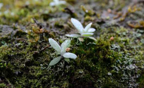 冬天有什么植物活着花 冬季有什么植物生长室外