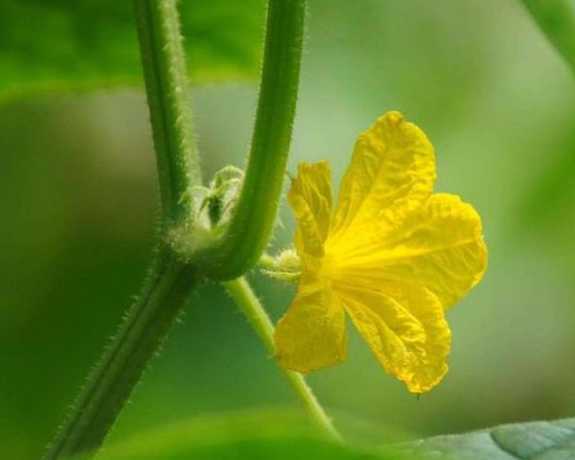 黄瓜花属于什么类型菜 黄瓜属于什么植物