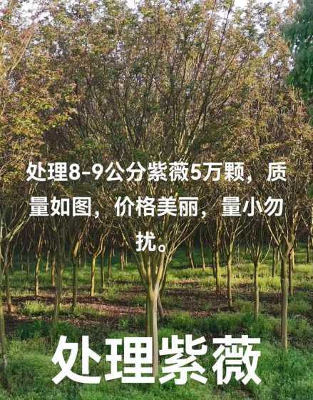 6公分紫薇树价格多少 大花紫薇多少钱一颗