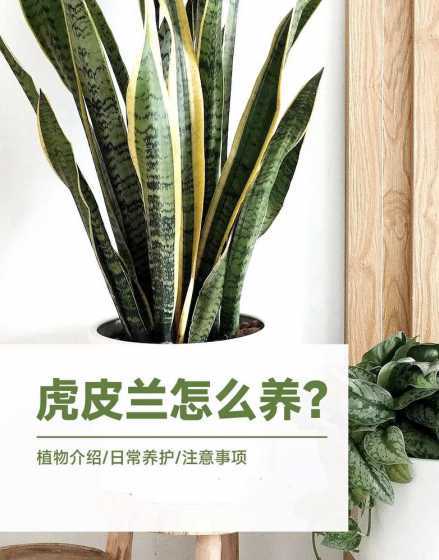 种植虎尾兰有什么好处 家里种植虎皮兰有什么作用吗