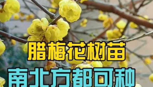 腊梅移植怎么种植方法 盆栽腊梅花该怎么种植管理