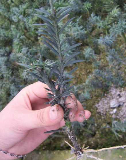 曼地亚红豆杉怎么移栽 曼地亚红豆杉怎样种植和养