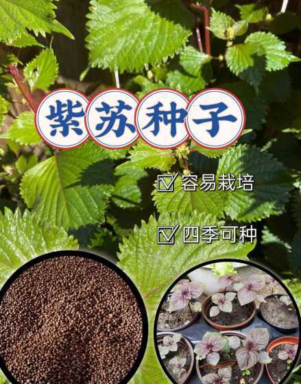 紫苏种子怎么种植方法 紫苏子怎么种植 四大种植手段